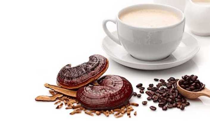 قهوه گانودرما چیست Ganoderma Coffee خواص، عوارض - ژاویز