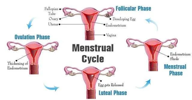 Menstrual Cramp